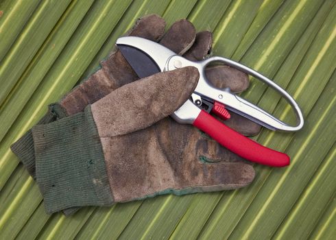 A pair of secateurs and old gloves on a leaf background.