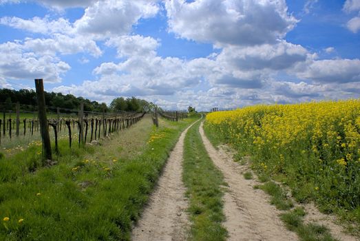 A scenic path surrounded by vineyards and rape fields.