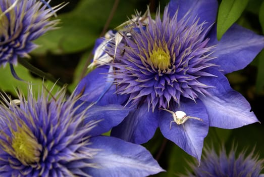 A tiny white crab spider on a purple clematis flower