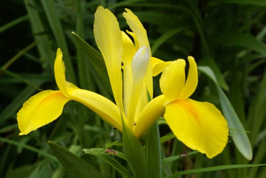 A closeup of a yellow water iris.