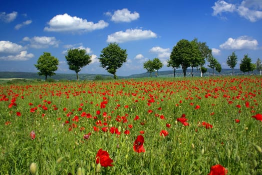 A field of red poppies on a bright and sunny day in spring.