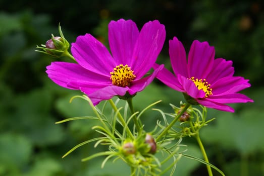 A closeup shot of a pink cosmos flower.