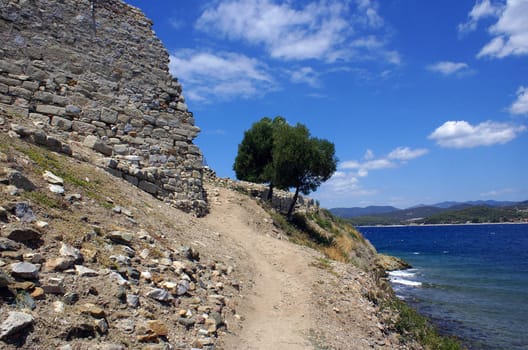 A lonely olive tree at the fortress in Toroni (Halkidiki - Greece).