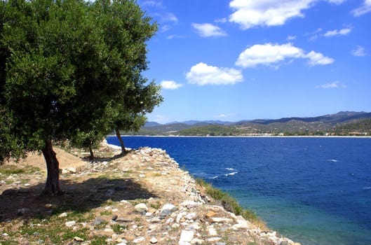 A lonely olive tree at the fortress in Toroni (Halkidiki - Greece).