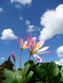 Some Tweedia flowers with a sky background. 