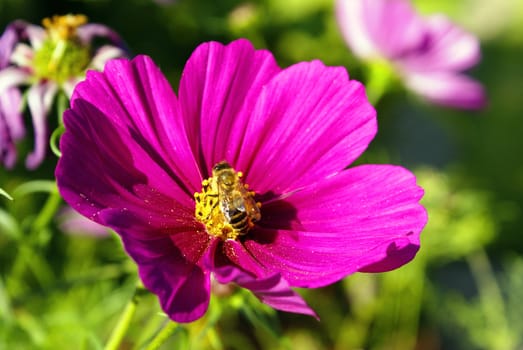 A busy bee on a pink cosmos flower.