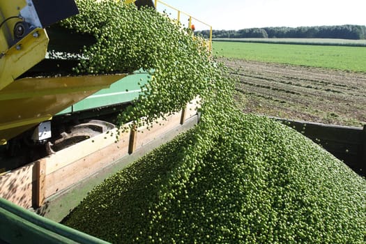 Harvesting fresh green pies