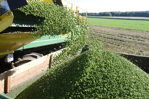 Harvesting fresh green pies