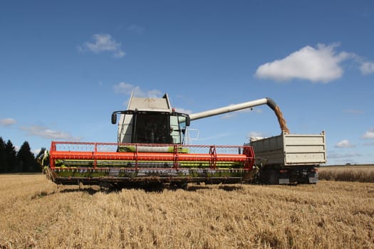 Machine harvesting the corn field