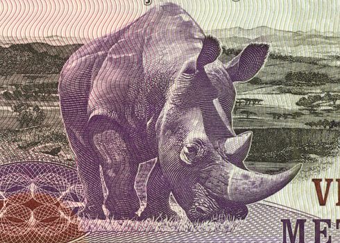 Rhinoceros on 20 Meticais 2006 Banknote from Mozambique.