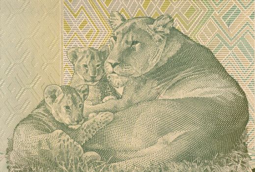 Lioness Lying with two Cubs on 20 Francs 2003 Banknote from Congo.