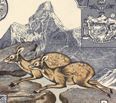 Deer on 1 Rupee 1974 Banknote from Nepal.