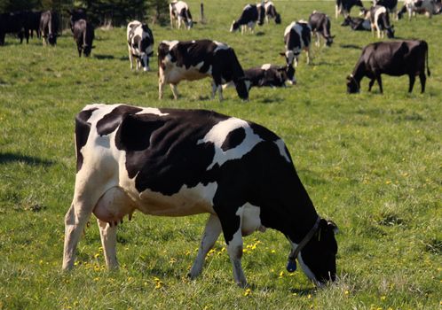holstein dairy cows graze on a grass pasture