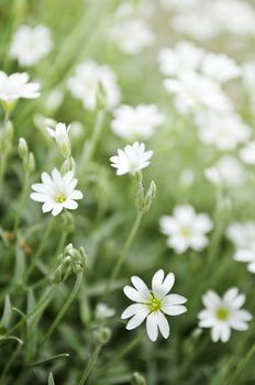 Floral background of cerastium snow-in-summer flowers close up