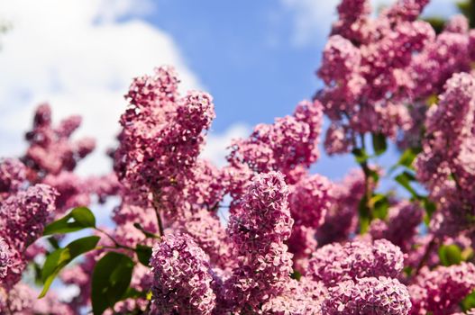 Abundant flowers of purple lilac blooming in late spring