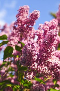 Abundant flowers of purple lilac blooming in late spring