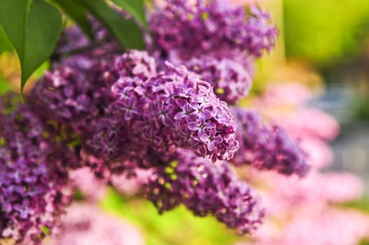 Abundant flowers of purple lilac blooming in late spring