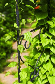 Closeup on green yam vine climbing on wrought iron arbor