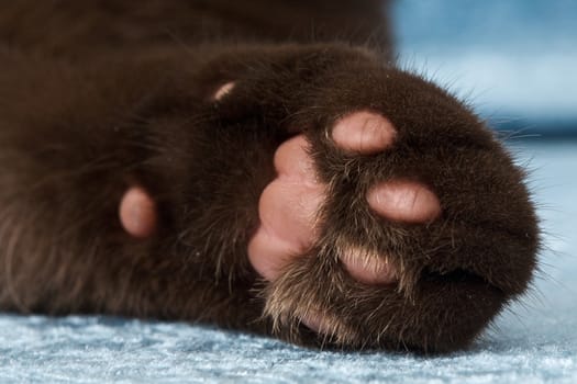 Closeup shot of the underside of a cat's foot