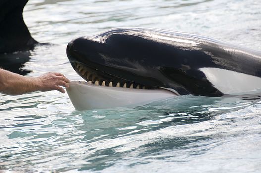 
Showing blue whales in the Oceanarium in Canada