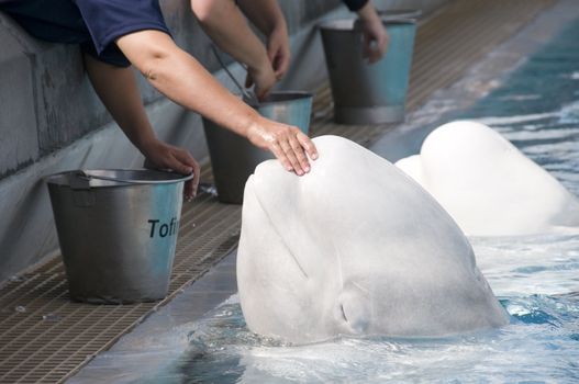 
Feeding the White Whales Oceanarium in Canada