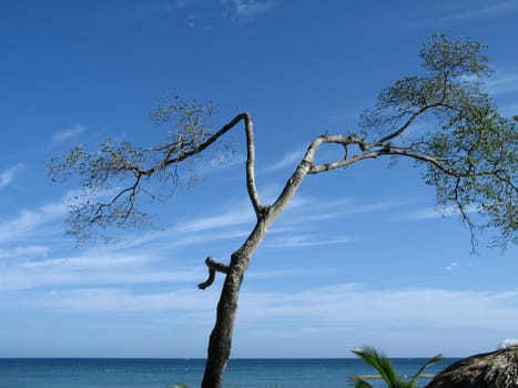 small tree by the blue ocean