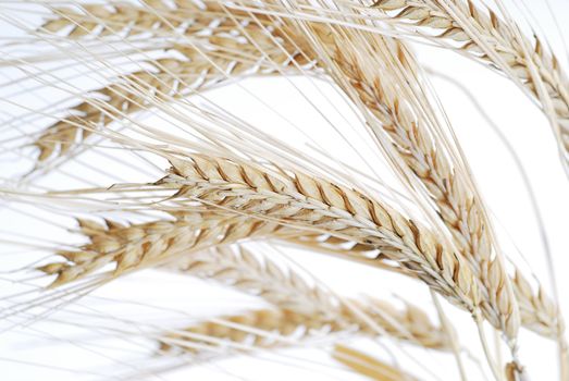 Closeup of wheat isolated on white stock photo