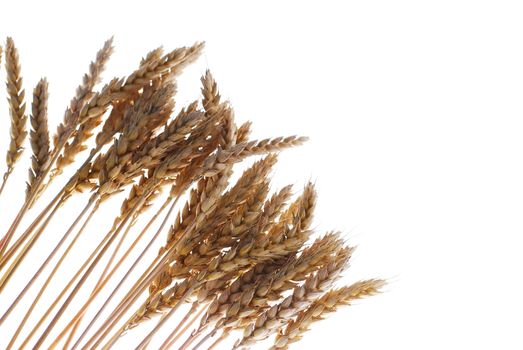 Wheat with warm colors isolated on white stock photo