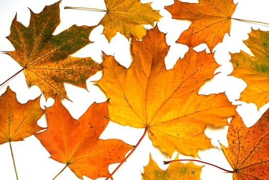 leaves on autumn isolated on white