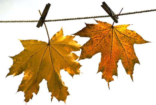 leaves on autumn isolated on white