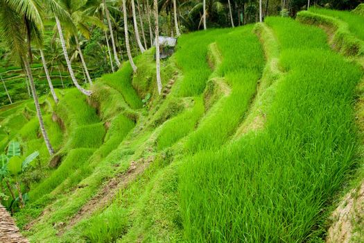 Green classic rice terraces in Indonesia (Bali)