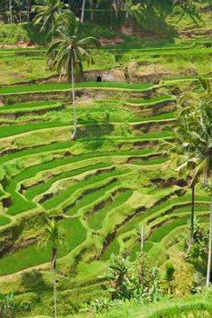 Green classic rice terraces in Indonesia (Bali)