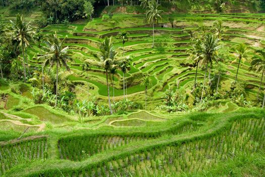 Green classic rice terraces in Indonesia (Bali)