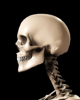 A skull for medical or Halloween concepts.