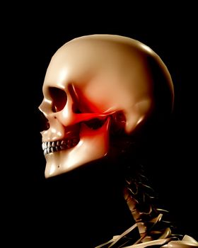 A skull for medical or Halloween concepts.
