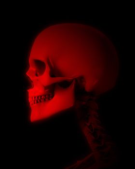 A skull for medical or Halloween concepts.