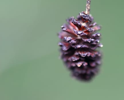 A macro of a very small pine cone with a very shallow deep of field