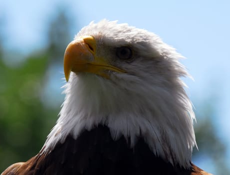 Portrait of an American Bald Eagle