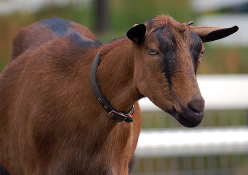 Close-up picture of a young brown goat