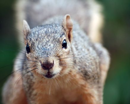 Close-up portrait of a squirrel