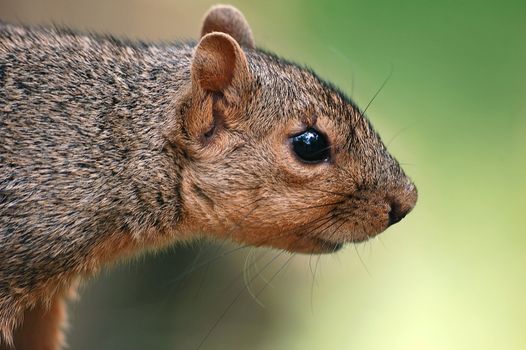 Close-up portrait of a squirrel