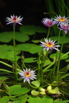 Close-up of some purple aquatic flowers