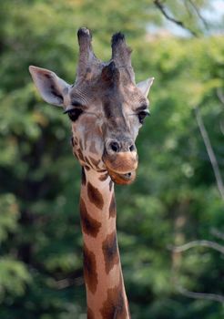 Close-up portrait of a Giraffe