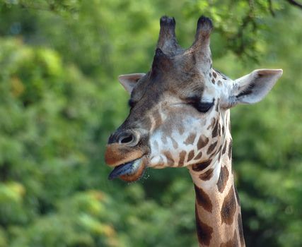 Close-up portrait of a Giraffe with her tongue out