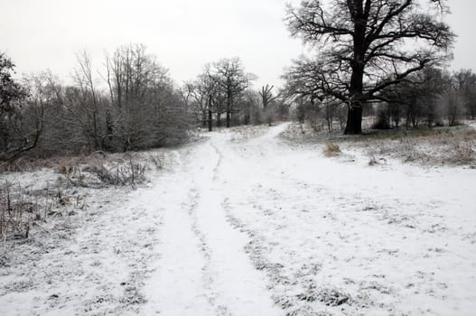 A path in a park covered in snow with trees in the background