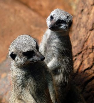 A close-up portrait of a pair of Meerkats