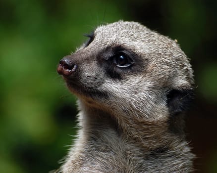 A close-up portrait of a Meerkat