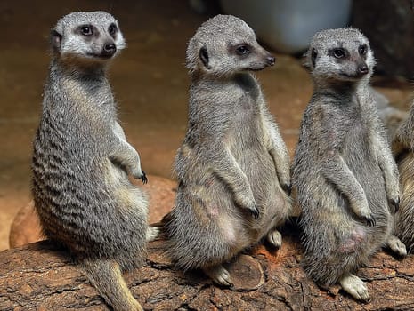 A portrait of tree Meerkats standing up