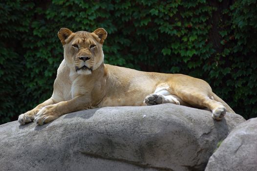 Picture of a female lion on a big rock