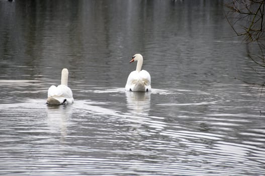A swan on a lake in winter